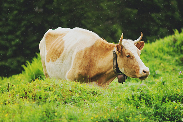 Cow-dung